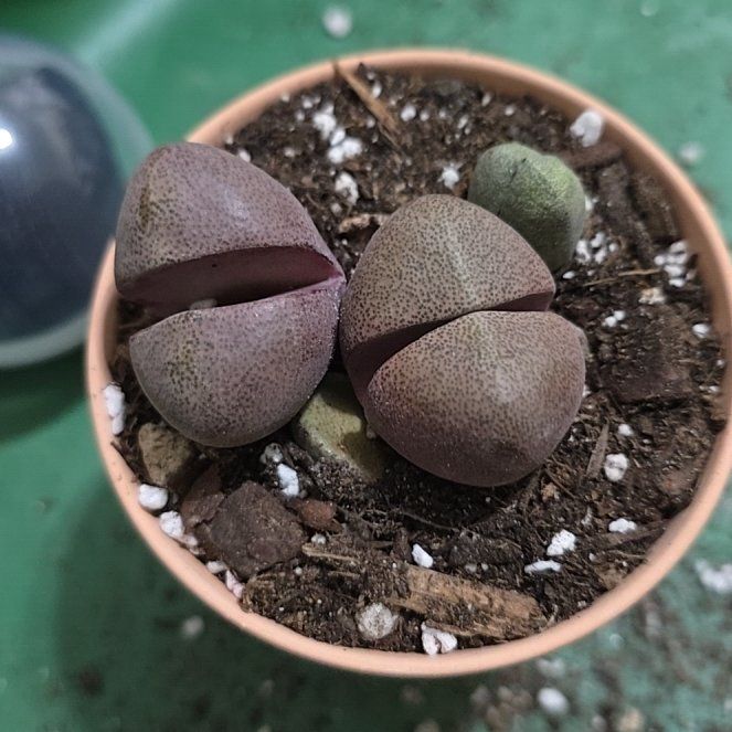 Photo of the plant species Assorted Lithops by @YeveKowhai68 named Austen on Greg, the plant care app