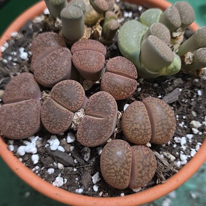 Photo of the plant species Assorted Lithops by @YeveKowhai68 named Osmo on Greg, the plant care app
