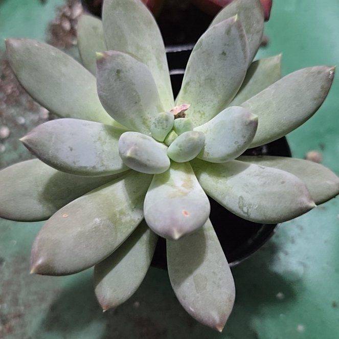 Photo of the plant species Pachyphytum hookeri by @YeveKowhai68 named Aristotle on Greg, the plant care app
