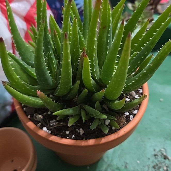 Photo of the plant species Aloe 'Crosby's Prolific' by @YeveKowhai68 named Rihanna on Greg, the plant care app