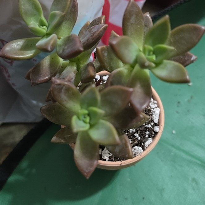 Photo of the plant species Graptosedum 'Vera Higgins' by @YeveKowhai68 named Plato on Greg, the plant care app