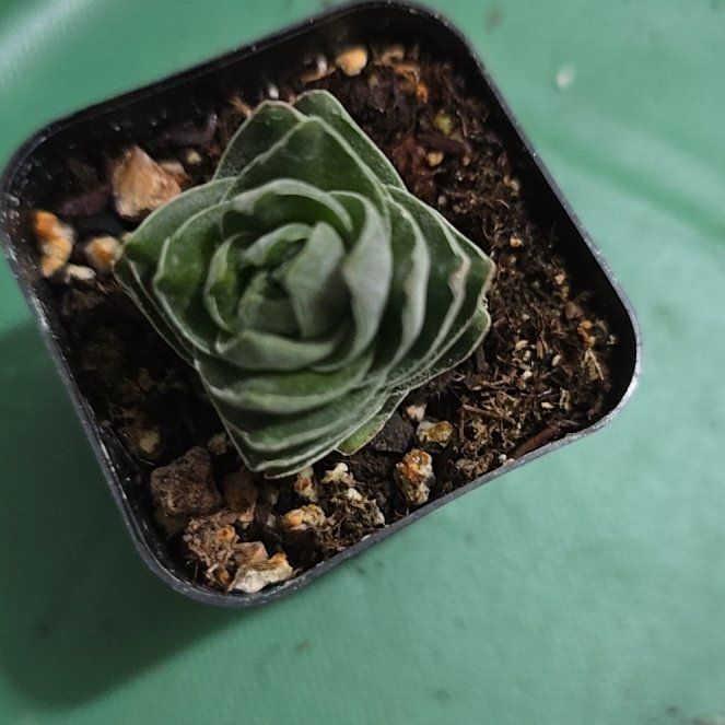 Photo of the plant species Crassula 'Buddha's Temple' by @YeveKowhai68 named James Dean on Greg, the plant care app