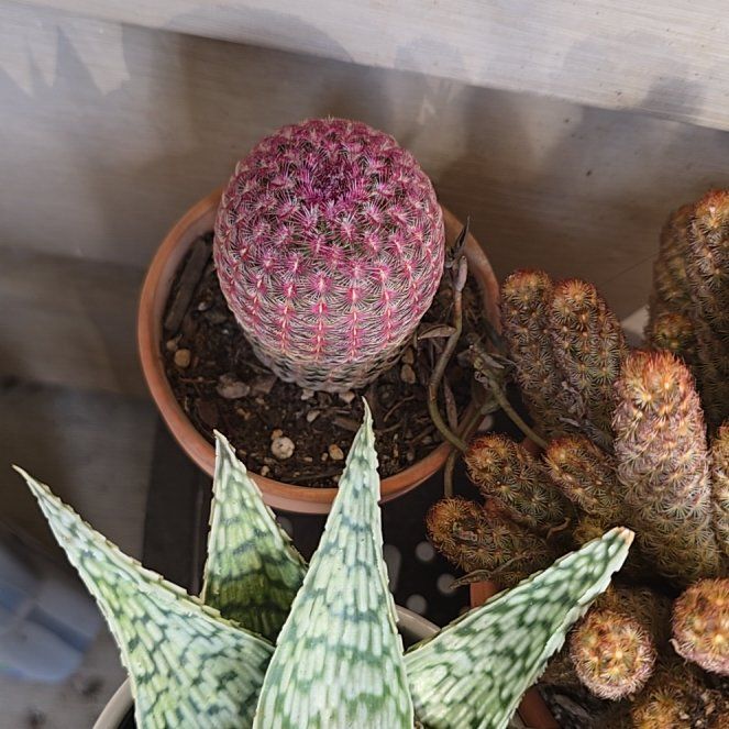 Photo of the plant species Comb Hedgehog Cactus by @YeveKowhai68 named Madonna on Greg, the plant care app