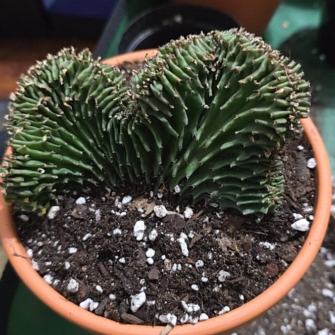Photo of the plant species christata by @YeveKowhai68 named Darwin on Greg, the plant care app