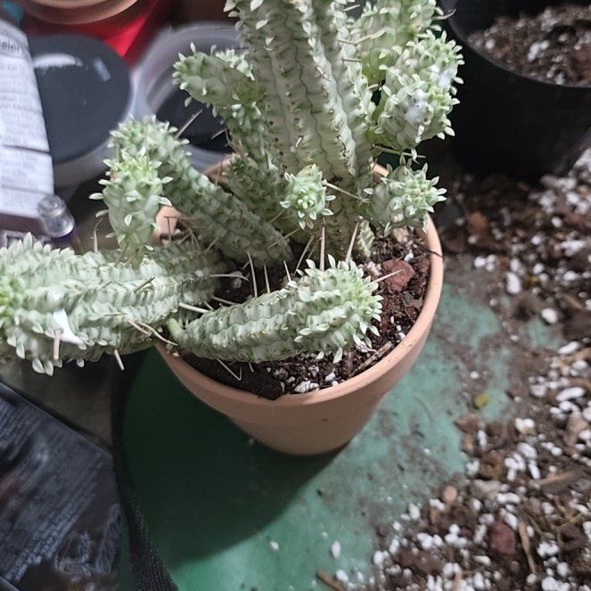 Photo of the plant species Variegated Corncob Cactus by @YeveKowhai68 named Terra on Greg, the plant care app