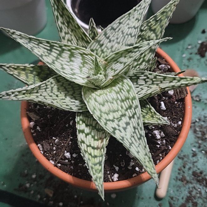 Photo of the plant species Aloe 'Delta Lights' by @YeveKowhai68 named Eva on Greg, the plant care app