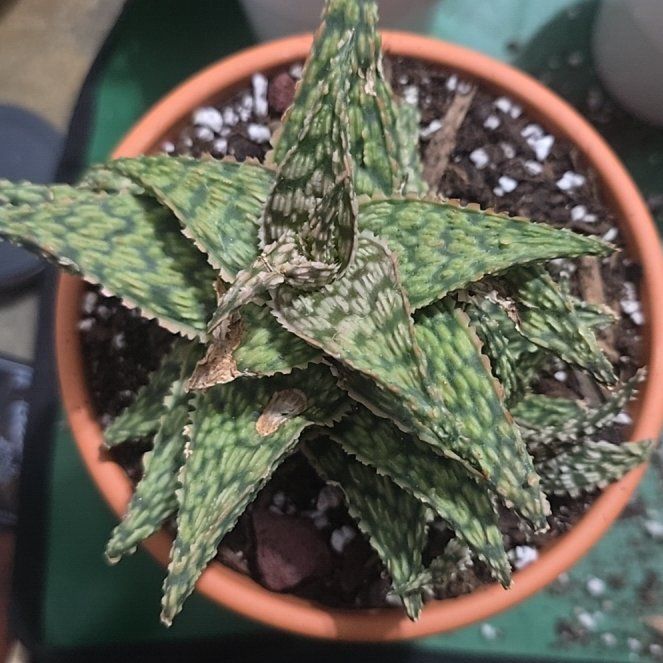 Photo of the plant species Aloe 'Firecracker' by @YeveKowhai68 named Planty on Greg, the plant care app