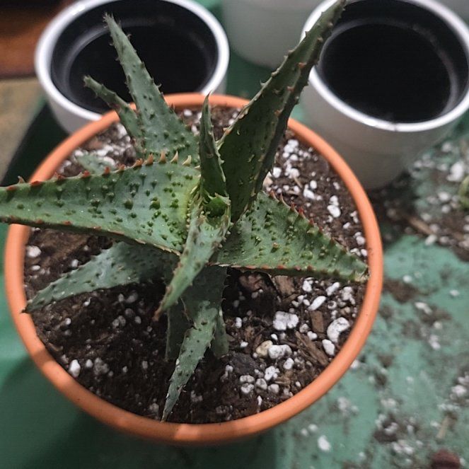 Photo of the plant species Hybrid Aloe by @YeveKowhai68 named Beckham on Greg, the plant care app