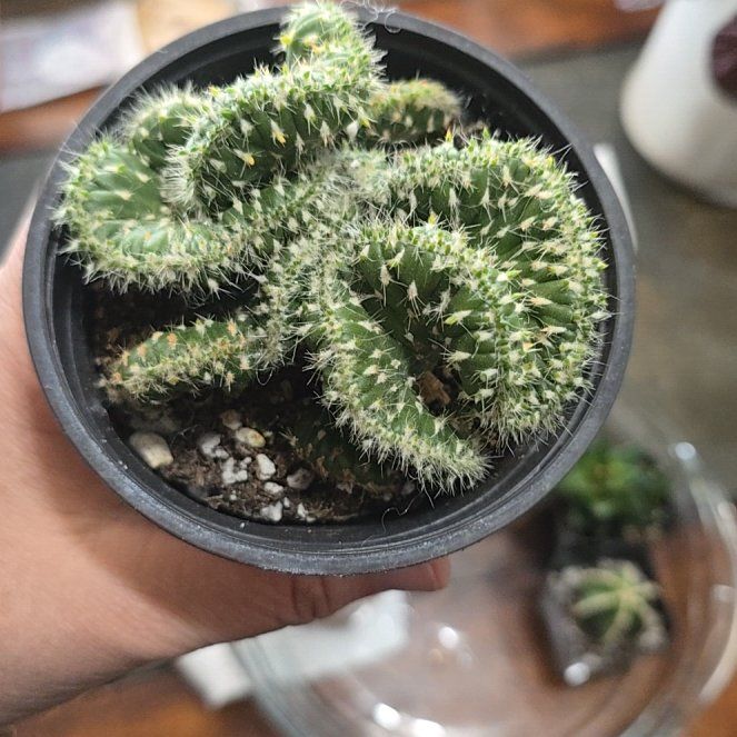 Photo of the plant species Crested Opuntia by @YeveKowhai68 named Ulysses S Plant on Greg, the plant care app
