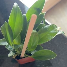 Photo of the plant species Green Princess by @HotBalsam54 named Princess on Greg, the plant care app