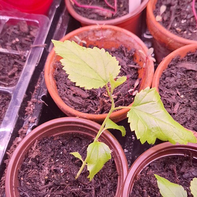Photo of the plant species White Mulberry by @DecisiveRimu20 named Delilah on Greg, the plant care app