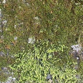 Photo of the plant species Cypress-Leaved Plait Moss by @BigCoconut57 named LiloStitch on Greg, the plant care app