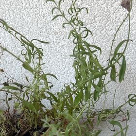 Photo of the plant species Sweet Alyssum by @YardCosmo56 named Stella on Greg, the plant care app