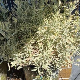 Photo of the plant species Lavender Mint Julep by @DecisiveOkra45 named Oscar on Greg, the plant care app