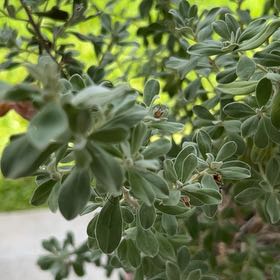 Photo of the plant species Texas Barometer Bush by @LargeMizuna69 named Orwell on Greg, the plant care app