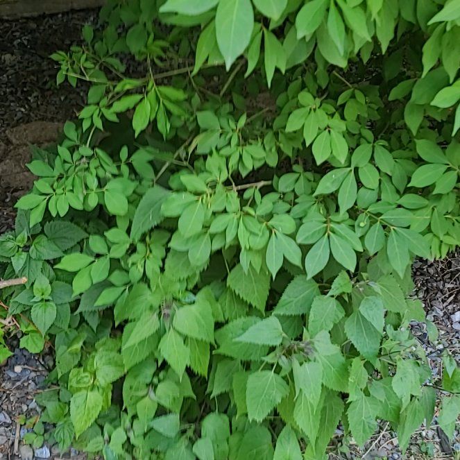 Photo of the plant species Winged Burning Bush by @StandupLlavea58 named Foxxy on Greg, the plant care app