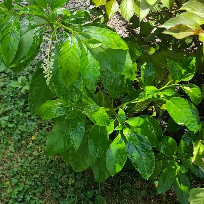 Photo of the plant species Swamp Tupelo by @StandupLlavea58 named Austen on Greg, the plant care app