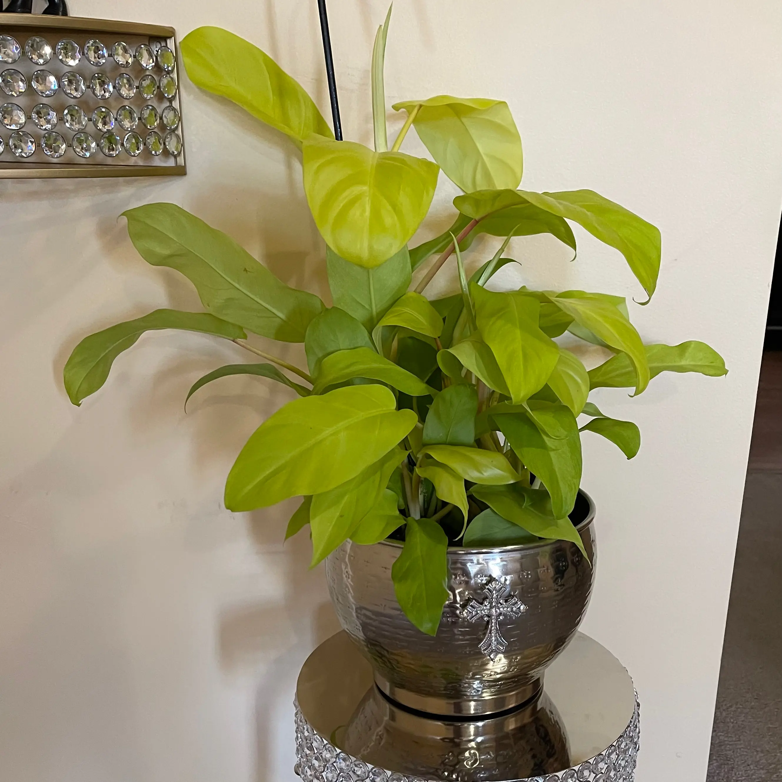 Golden Goddess Philodendron in a decorative pot with vibrant green leaves.
