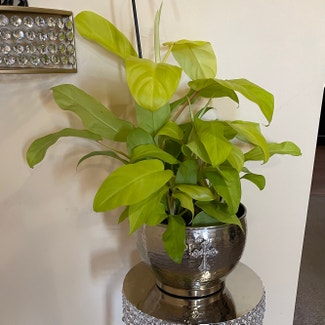 Golden Goddess Philodendron plant in Tuscaloosa, Alabama