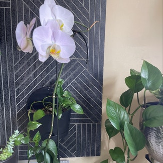 Phalaenopsis Orchid plant in Tuscaloosa, Alabama