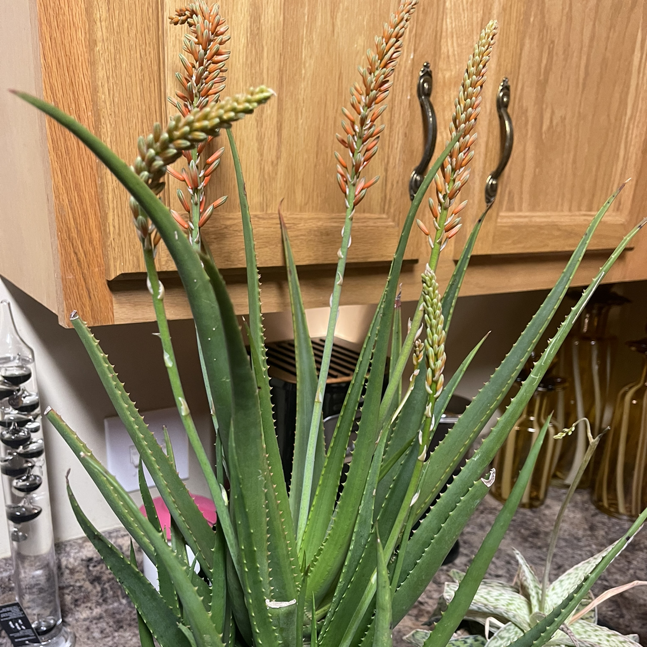 Photo of the plant species Safari Rose Aloe by @Delaine named Alina the Safari Aloe on Greg, the plant care app