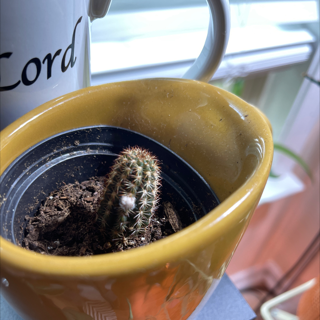 Lady Finger Cactus 'Copper King' in a pot inside a ceramic container with visible soil.