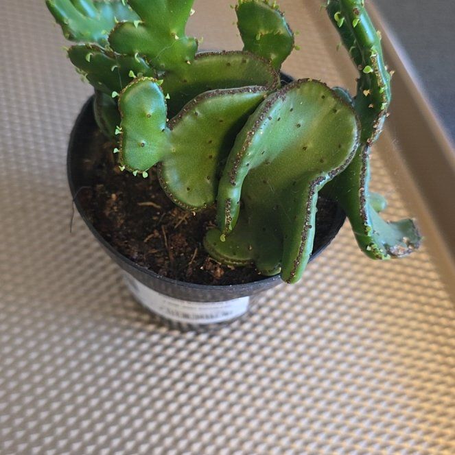 Photo of the plant species Euphorbia leucodendron f. cristata by @AdonicBorage96 named Scarlett on Greg, the plant care app