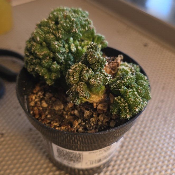 Photo of the plant species Cereus peruvianus f. monstrose 'Goblin' by @AdonicBorage96 named Zion on Greg, the plant care app