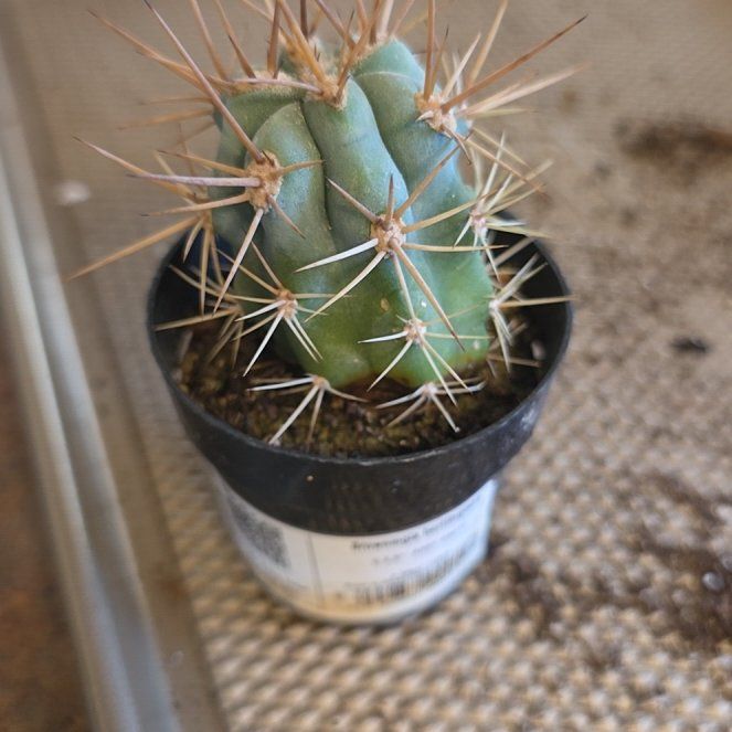Photo of the plant species Browningia hertlingiana 'Album' by @AdonicBorage96 named Queen on Greg, the plant care app