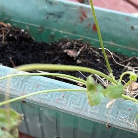 Photo of the plant species Meadow Garlic by @TopTheprince33 named Curie on Greg, the plant care app