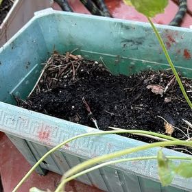 Photo of the plant species Onionweed by @TopTheprince33 named Robert Plant on Greg, the plant care app