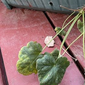 Photo of the plant species Coral Bells by @TopTheprince33 named Leonardo on Greg, the plant care app