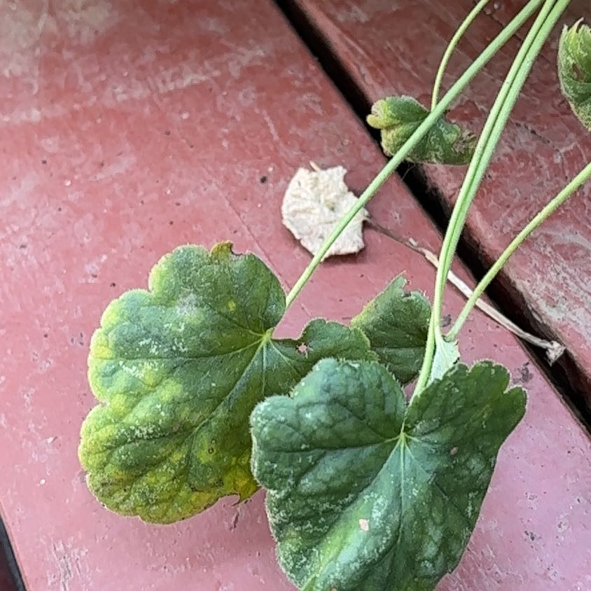 Photo of the plant species Coral Bells by @TopTheprince33 named Lola on Greg, the plant care app