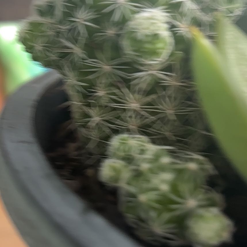 Photo of the plant species Chihuahuan Beehive by @YiftBalsam99 named Winston on Greg, the plant care app