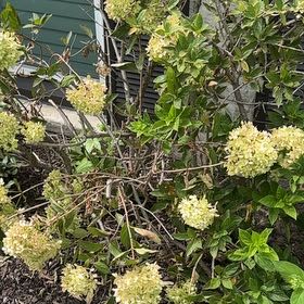 Photo of the plant species Panicle Hydrangea by @GracedFantasy81 named Einstein on Greg, the plant care app