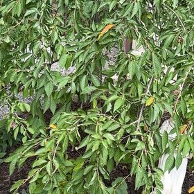 Photo of the plant species Sweet Cherry by @GracedFantasy81 named Captain Plant-it on Greg, the plant care app