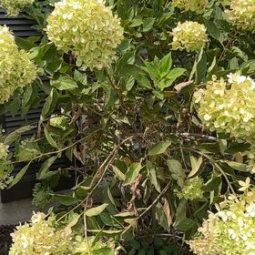 Photo of the plant species Panicle Hydrangea by @GracedFantasy81 named Bigleef Smalls on Greg, the plant care app