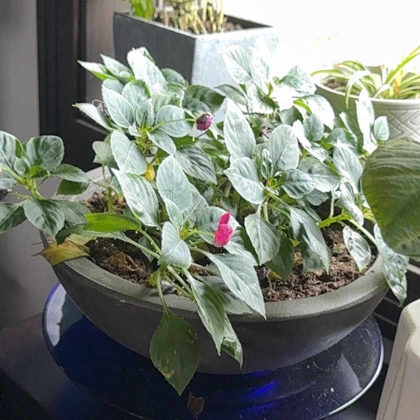 Photo of the plant species Indian Pokeweed by @ChicDidelta10 named Tupot amaroot on Greg, the plant care app