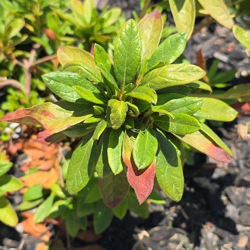 Photo of the plant species Pink Azalea by @TimelyFern6 named Bella on Greg, the plant care app