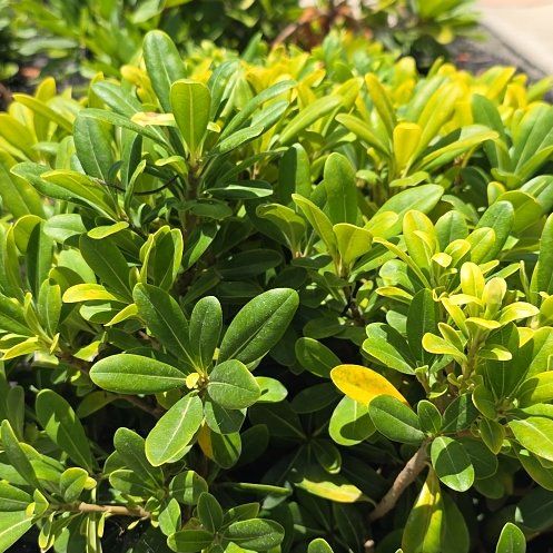 Photo of the plant species Japanese Cheesewood by @TimelyFern6 named Bigleef Smalls on Greg, the plant care app