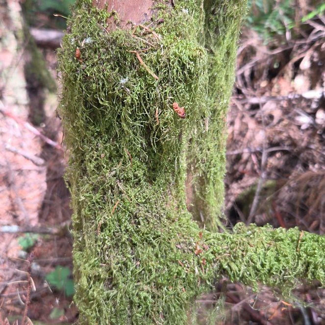 Photo of the plant species Cypress-Leaved Plait Moss by @PetDogrose29 named Surya on Greg, the plant care app