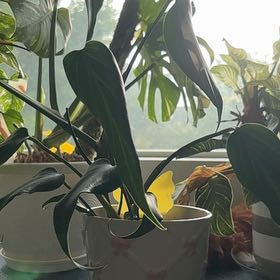 Photo of the plant species Philodendron Burle Marx by @SharpRedcap30 named Lola on Greg, the plant care app