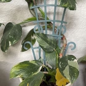 Photo of the plant species Philodendron 'White Wizard' by @SharpRedcap30 named Figyonce on Greg, the plant care app
