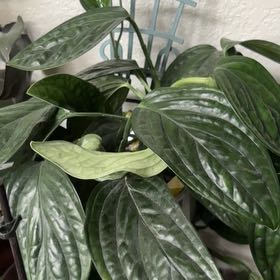 Photo of the plant species Alexa by @SharpRedcap30 named Bella on Greg, the plant care app