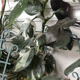 Photo of the plant species Philodendron 'White Wizard' by @SharpRedcap30 named Walt on Greg, the plant care app