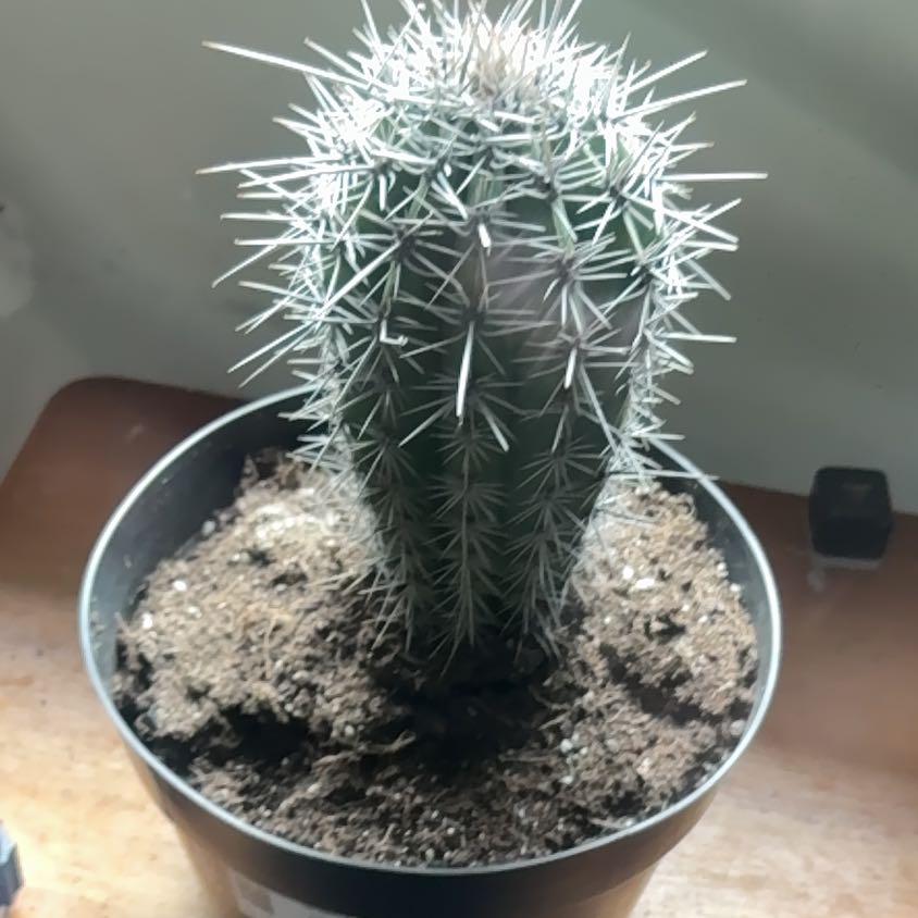 Photo of the plant species Cardon 'Album' by @ValidMexico26 named Gaga on Greg, the plant care app