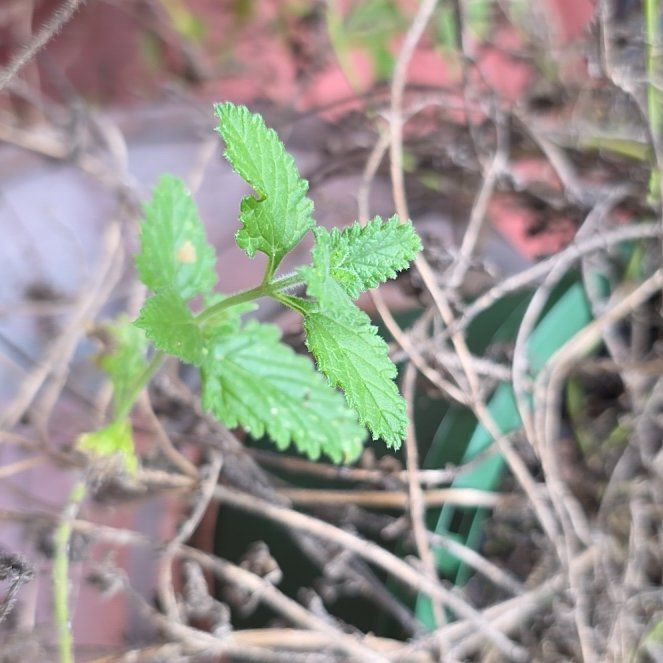 Photo of the plant species Hoary Stinging Nettle by @VividCobnut12 named ChloroPhil on Greg, the plant care app