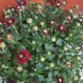 Photo of the plant species Giant Crego Aster by @BigLionsear77 named Harper on Greg, the plant care app