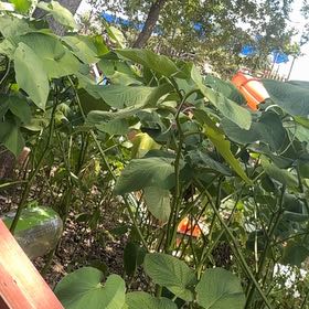 Photo of the plant species Vera Cruz Pepper by @HeritorLychee86 named Nemo on Greg, the plant care app