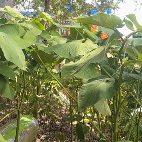 Photo of the plant species Vera Cruz Pepper by @HeritorLychee86 named Harmony on Greg, the plant care app